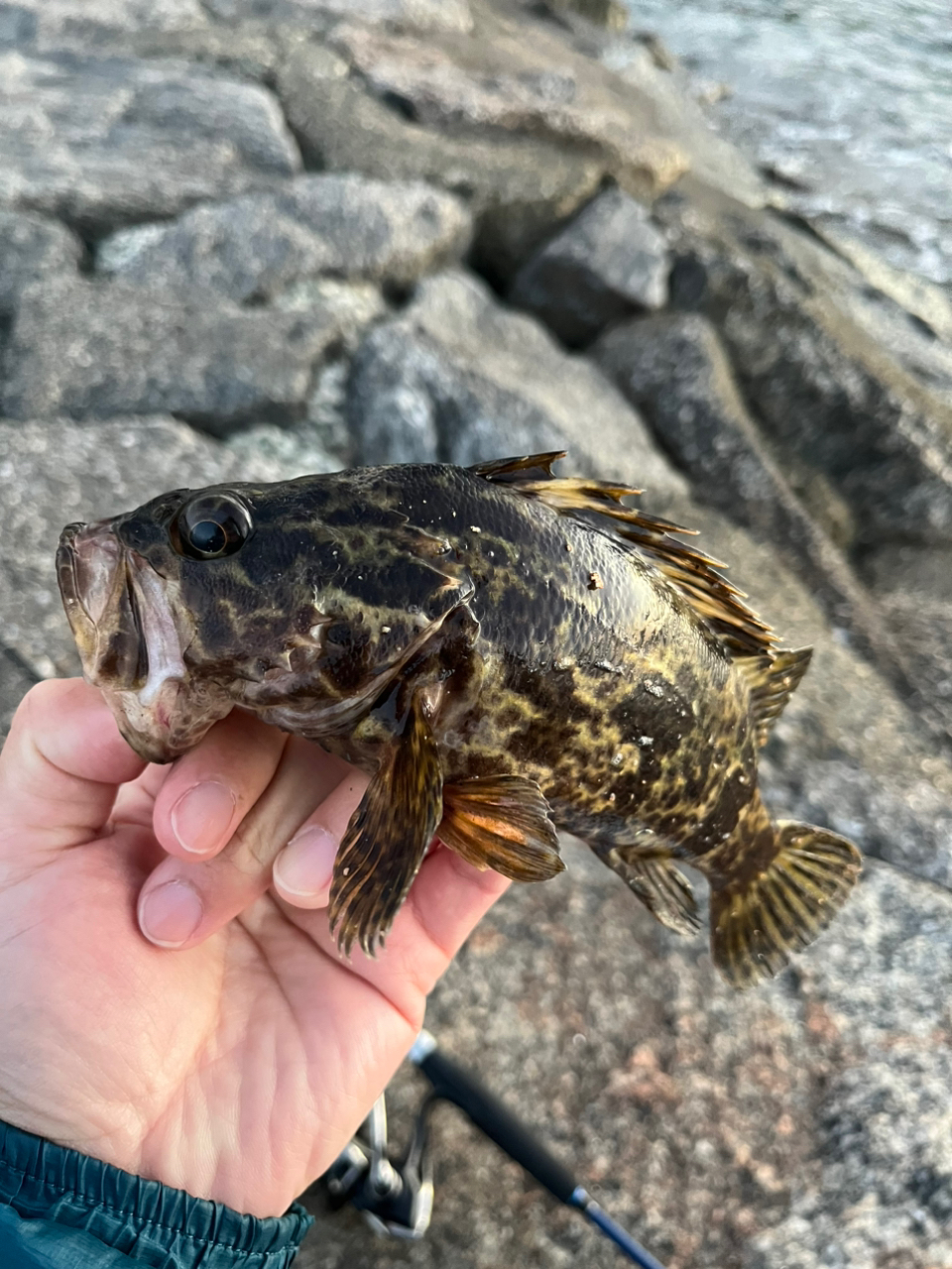 タケノコメバル