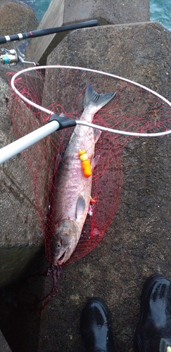 アキアジの釣果