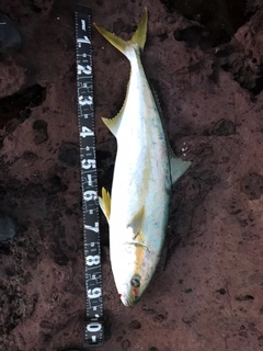 ヒラマサの釣果