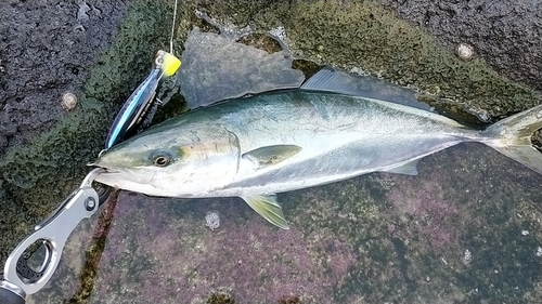 ワラサの釣果