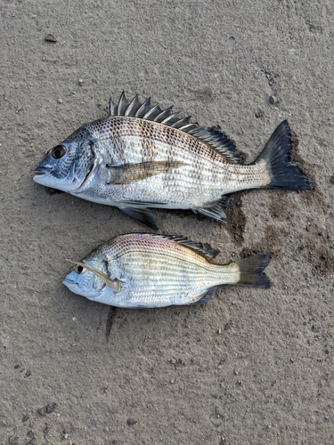 チヌの釣果