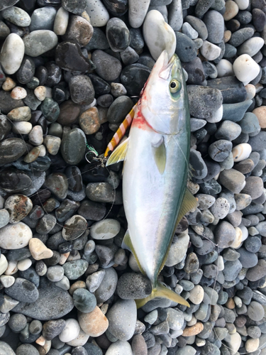 ワカシの釣果