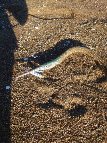 ダツの釣果