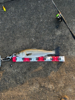 マルスズキの釣果