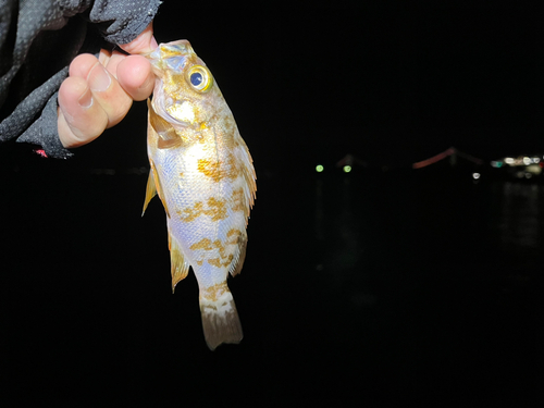 メバルの釣果