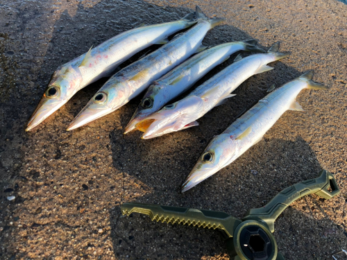 カマスの釣果