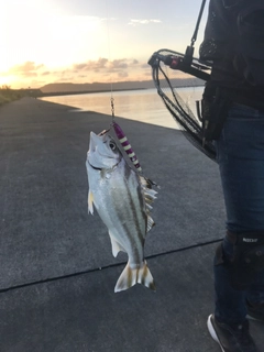 クワガナーの釣果