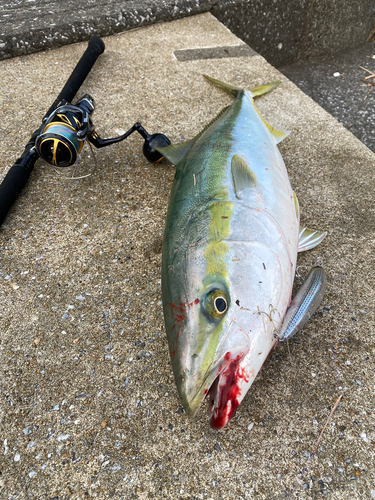 メジロの釣果