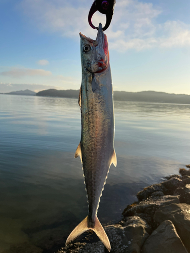 サゴシの釣果