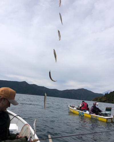 ワカサギの釣果