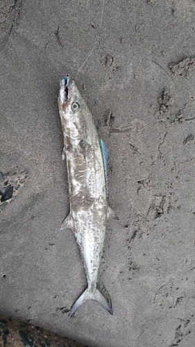 サゴシの釣果