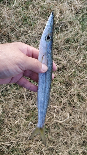 カマスの釣果