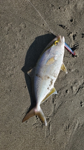 ショゴの釣果