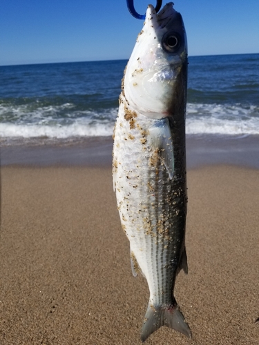 ボラの釣果