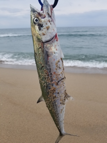 サゴシの釣果