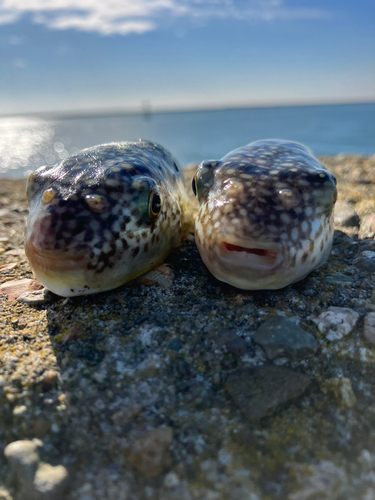 フグの釣果