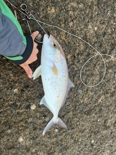 ショゴの釣果