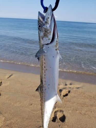 サゴシの釣果