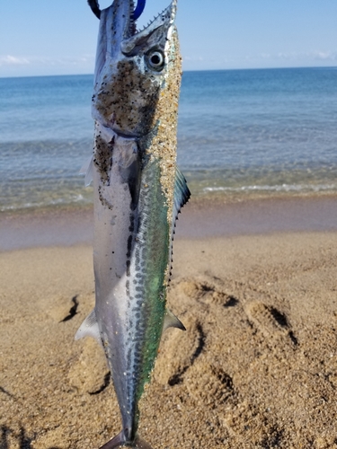 サゴシの釣果