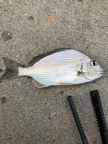 ヘダイの釣果