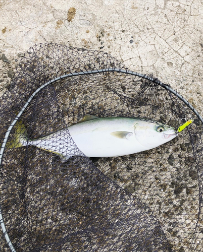 ハマチの釣果