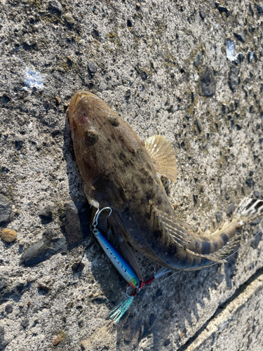 マゴチの釣果