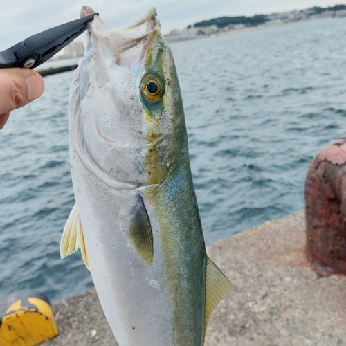 イナダの釣果