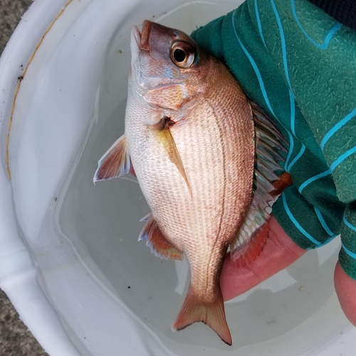 チャリコの釣果