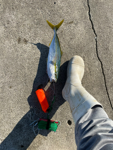 ワカシの釣果