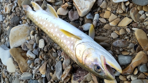 アメマスの釣果