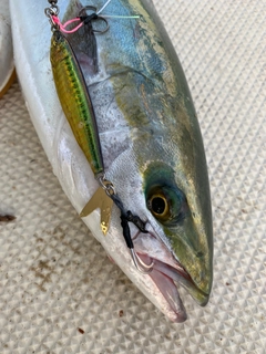 ハマチの釣果