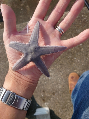 コノシロの釣果