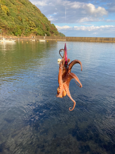 タコの釣果