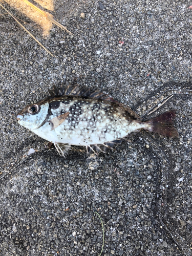 アイゴの釣果