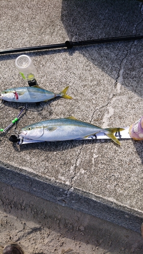 ワカシの釣果