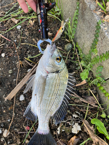 ミナミクロダイの釣果