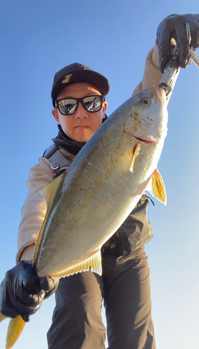 ハマチの釣果