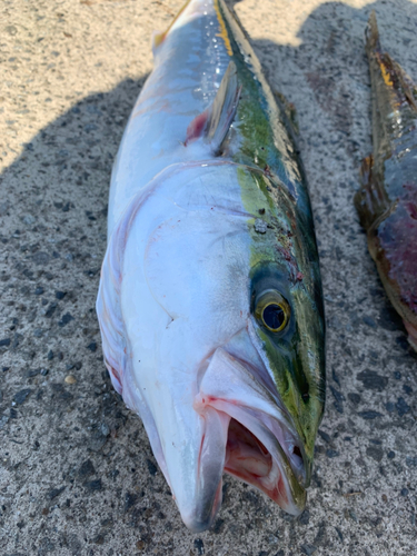 ワラサの釣果