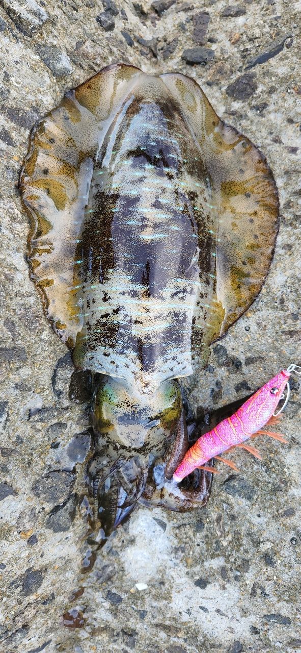 アオリイカの釣果写真