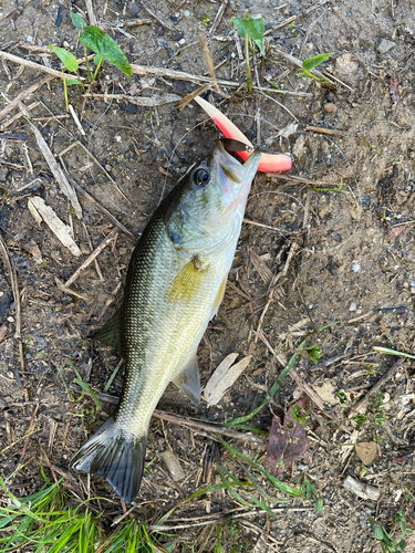 ラージマウスバスの釣果