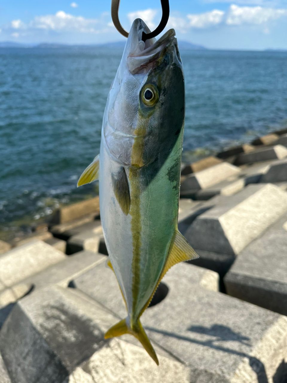 ツバス