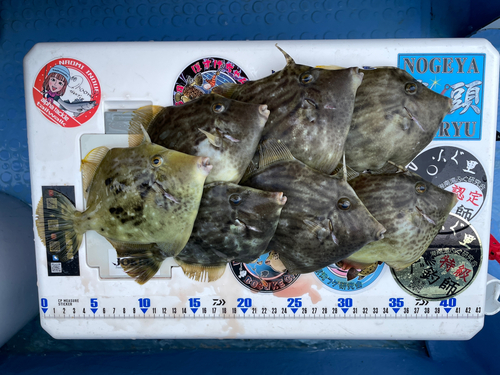 カワハギの釣果