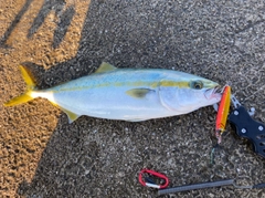 ハマチの釣果