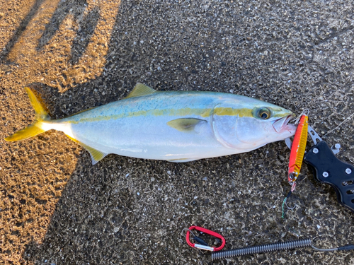 ハマチの釣果