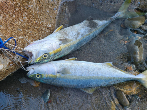 イナダの釣果