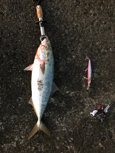 ハマチの釣果