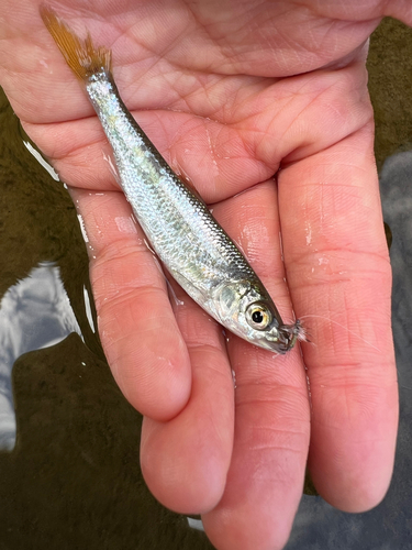 オイカワの釣果