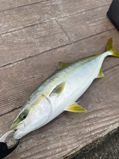 イナダの釣果