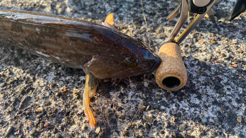 アブラコの釣果