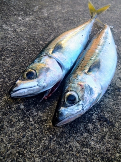 サバの釣果